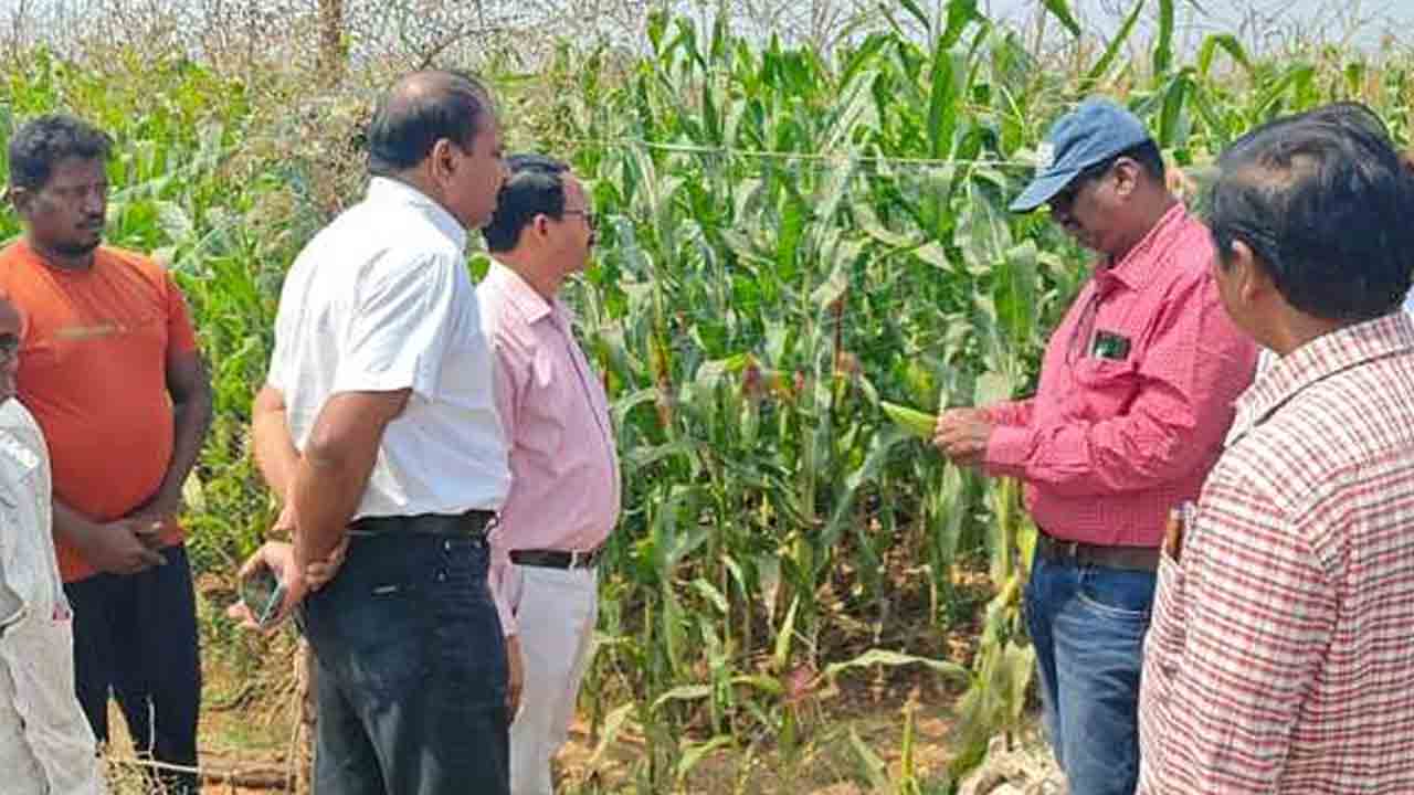 Corn Crop | నీటి ఎద్దడితో ఇబ్బందులు.. మొక్కజొన్న పైర్లను పరిశీలించిన వ్యవసాయ శాఖ అధికారులు