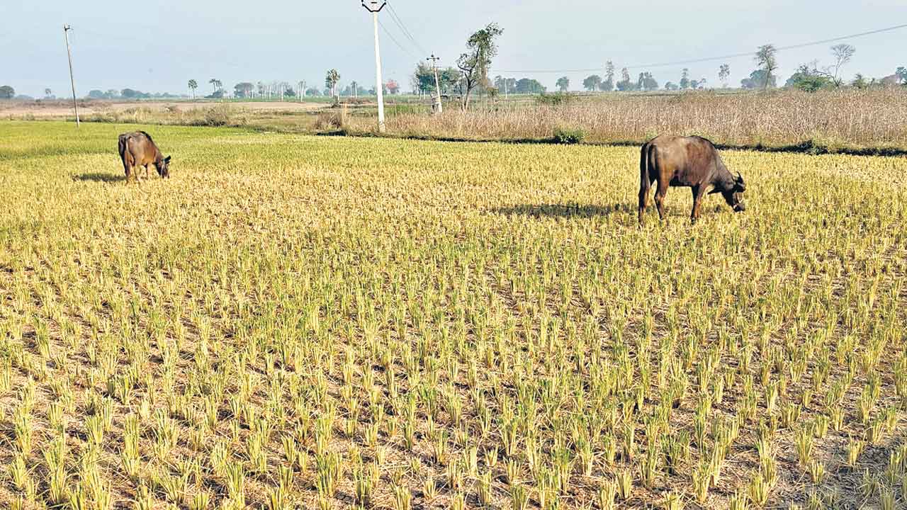 ఎండిన పంటలు పశువుల పాలు