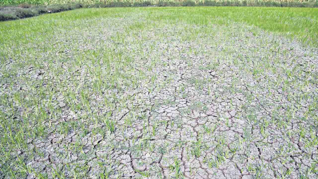 చివరి ఆయకట్టుకు