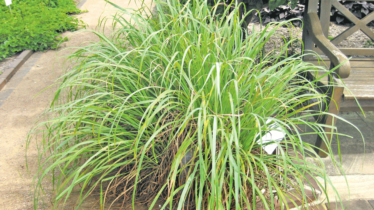 ఘనం.. పీవీ వనం