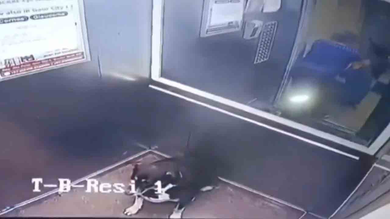 Watch: లిఫ్ట్‌లోకి కుక్కను తీసుకురావద్దని ప్రాధేయపడిన బాలుడు.. మహిళ ఏం చేసిందంటే?