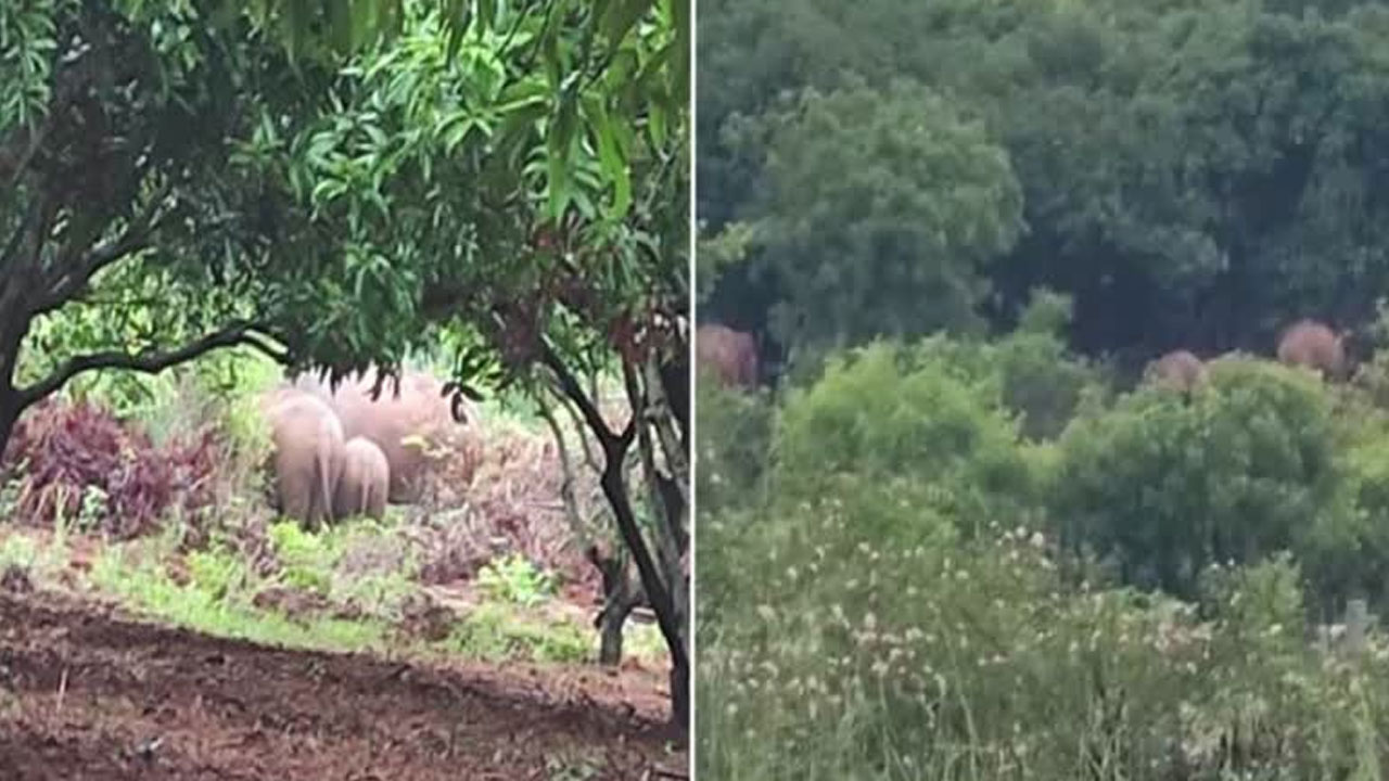 Elephant Attack | ఆలయానికి వెళ్తున్న భక్తులపై ఏనుగుల దాడి.. ఐదుగురు మృతి