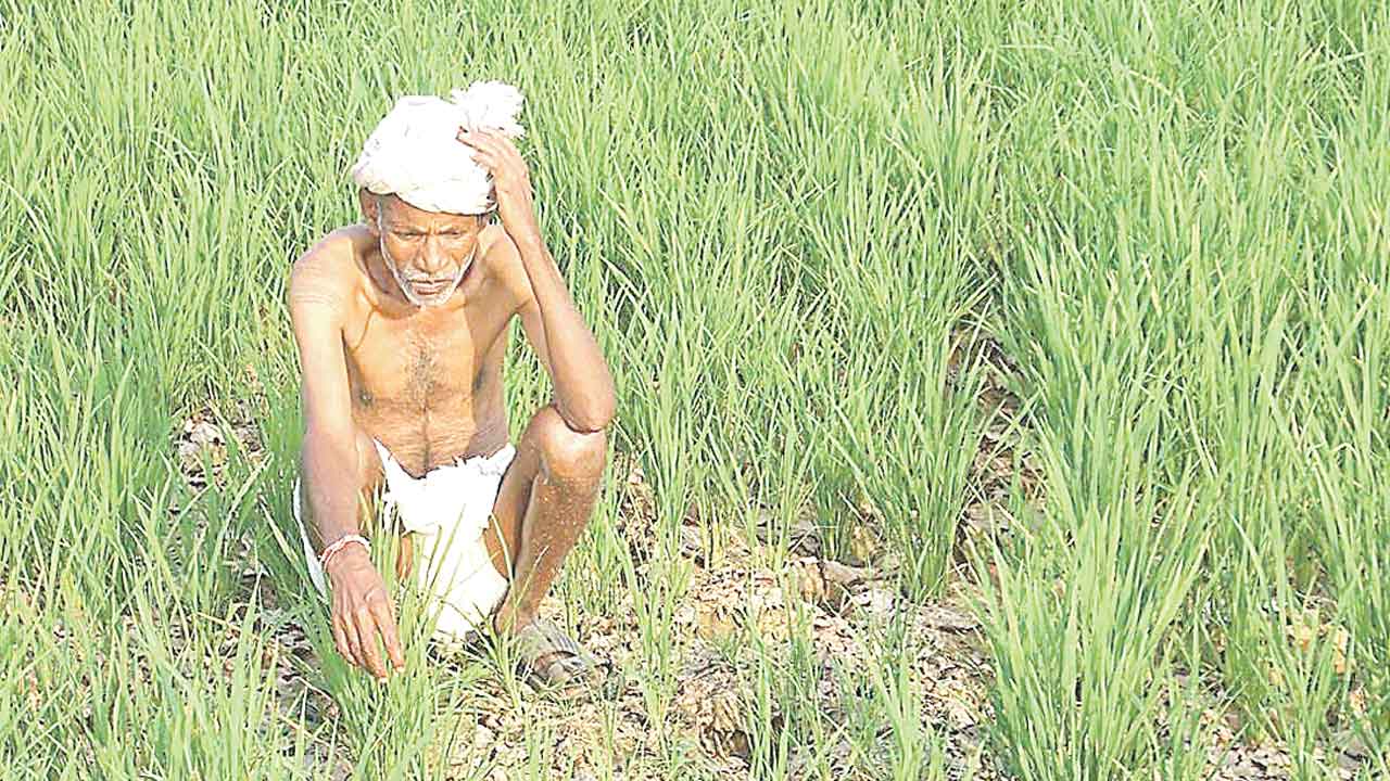 Farmers