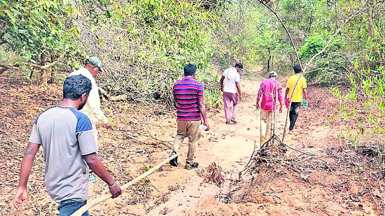 పెద్దపులి జాడేది?