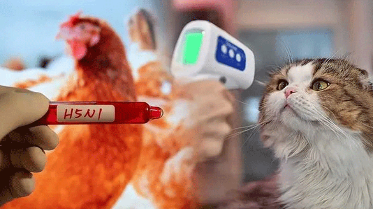 పెంపుడు పిల్లులకు బర్డ్‌ ఫ్లూ