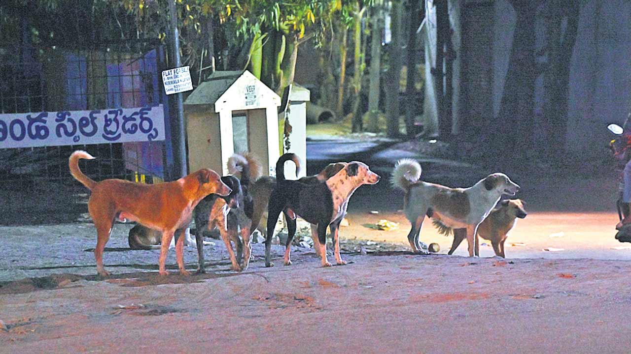 GHMC | గ్రేటర్‌లో శునకాల లెక్క తేలేదెప్పుడు?