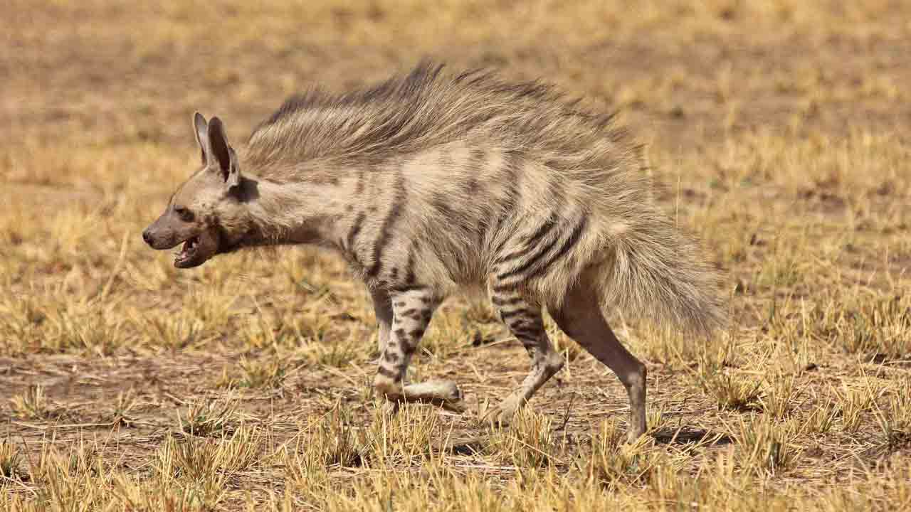 Hyena Attack | హన్మకొండ జిల్లాలో హైనా దాడి.. ఆవు మృతి