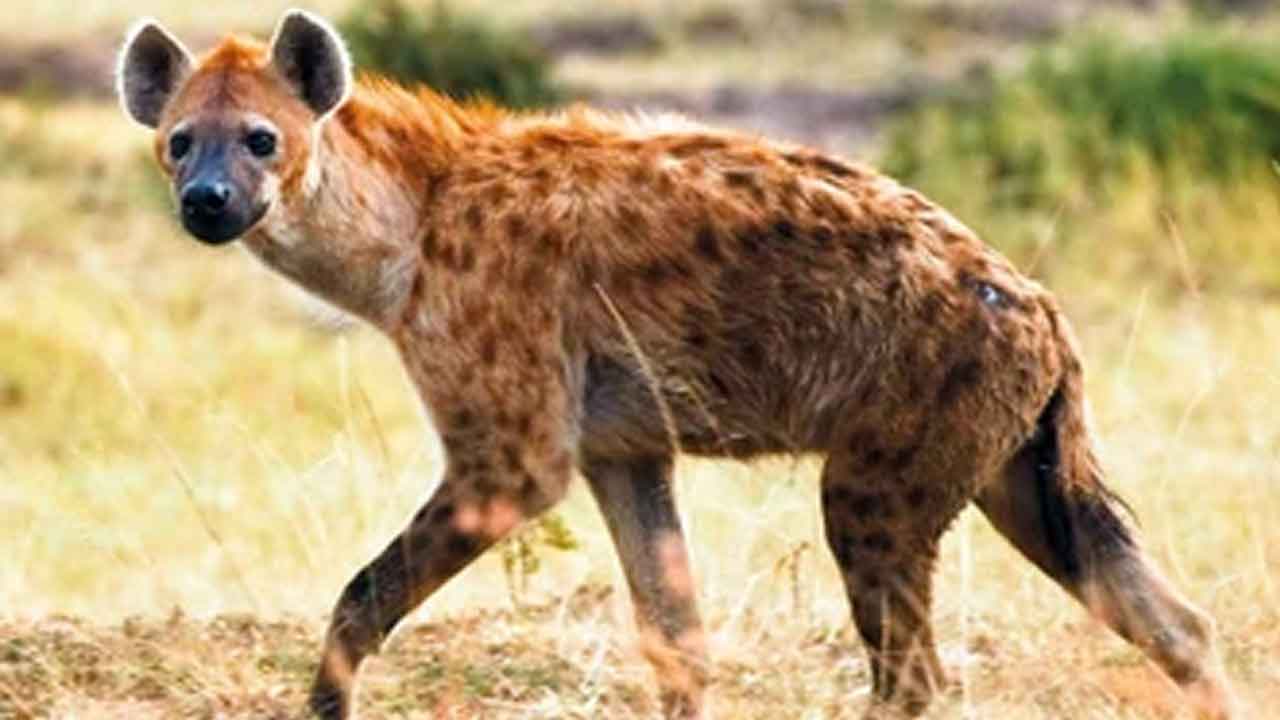 Hyena attacks | గర్మిల్లపల్లిలో హైనా హల్ చల్.. రెండు లేగదూడల దాడి
