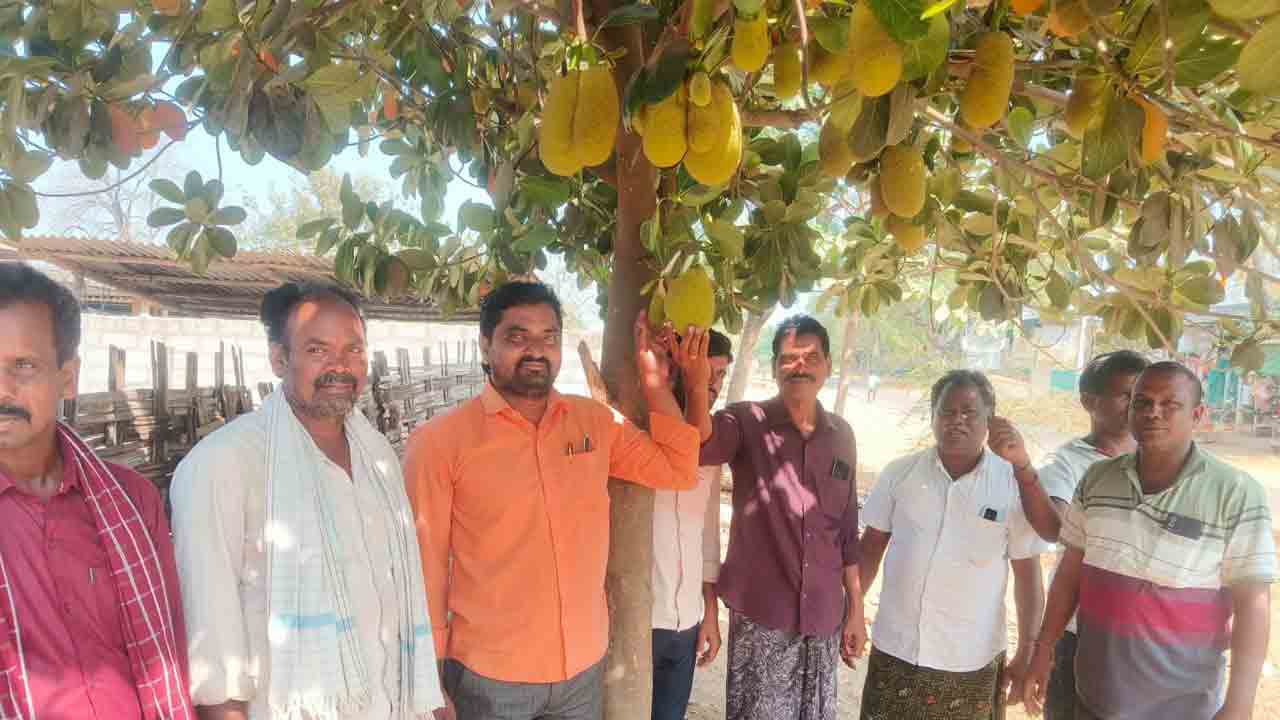 Jack Fruit Tree | రెండేండ్ల క్రితం నాటిన పనస మొక్క.. నేడు కాయలతో కళకళ