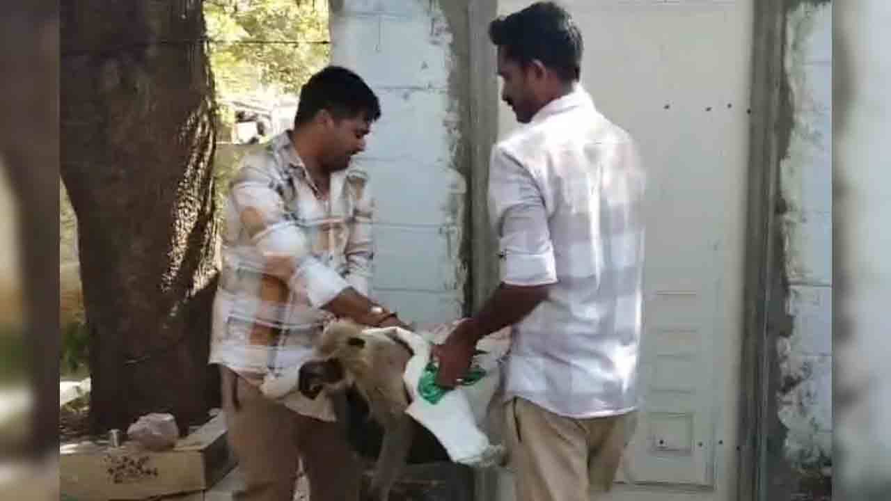 కోతుల దాడిలో గాయపడ్డ కొండముచ్చు.. కాపాడిన అటవీశాఖ అధికారులు..!
