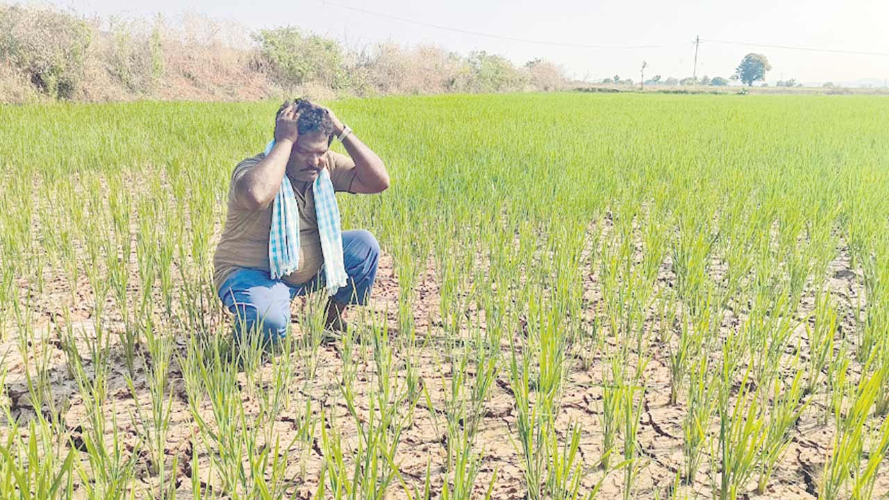 పొలం చూస్తే దుఃఖమే