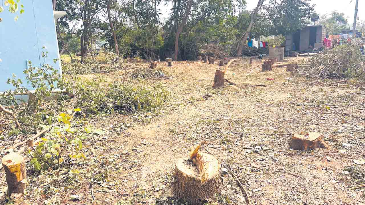 హరితహారం చెట్ల నరికివేత