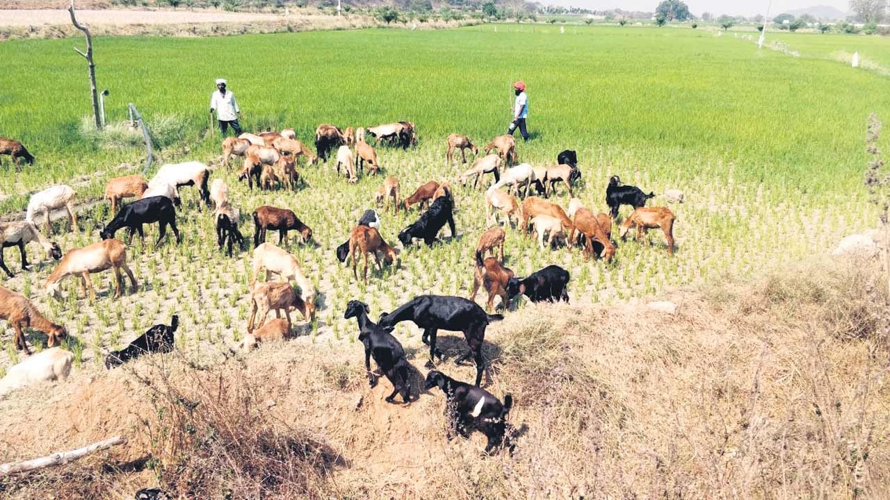 పొలం.. పశువులకు మేత