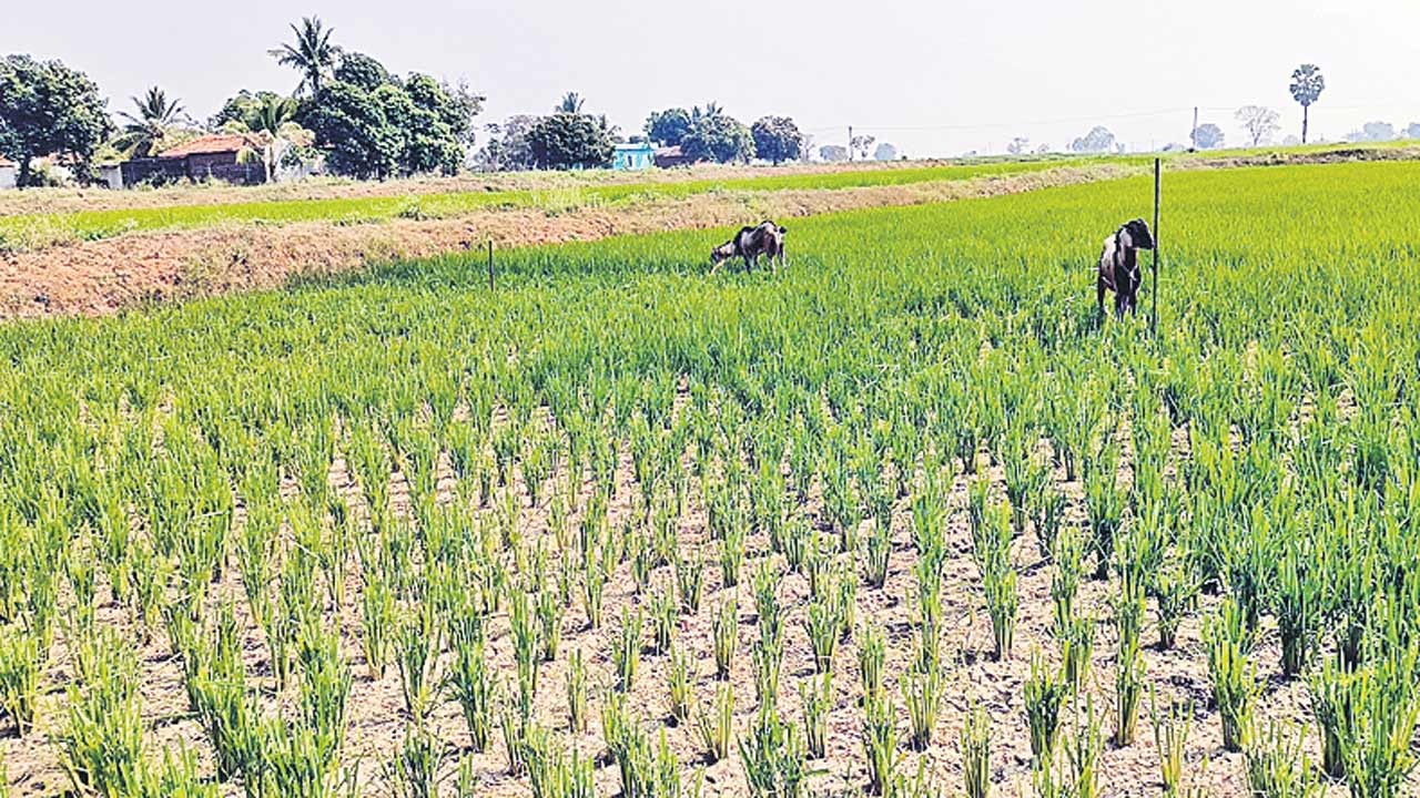 Karimnagar2