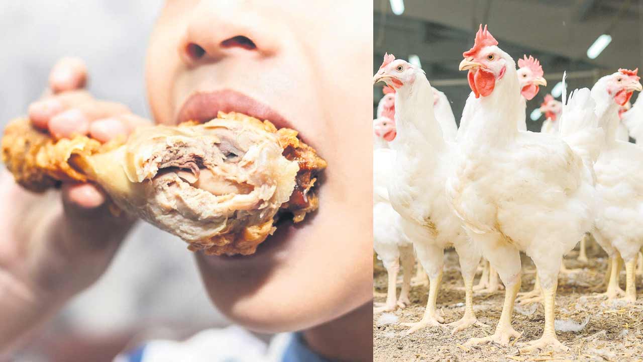 బర్డ్‌సూప్లూ భయం!