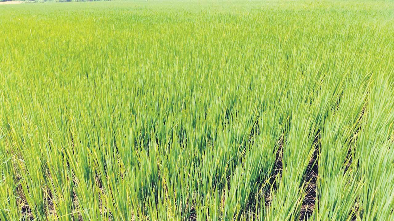 బోనస్‌ పైసలేవి?