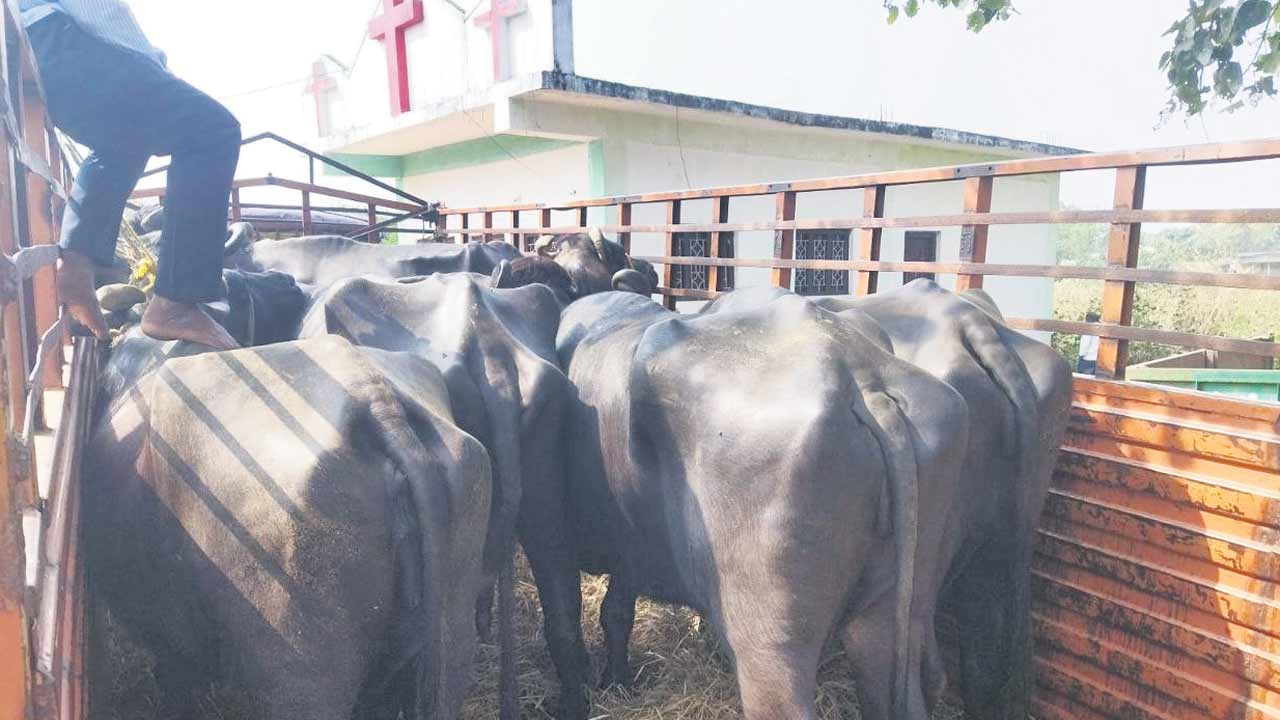 గేదెల పథకంలో గోల్‌మాల్‌!