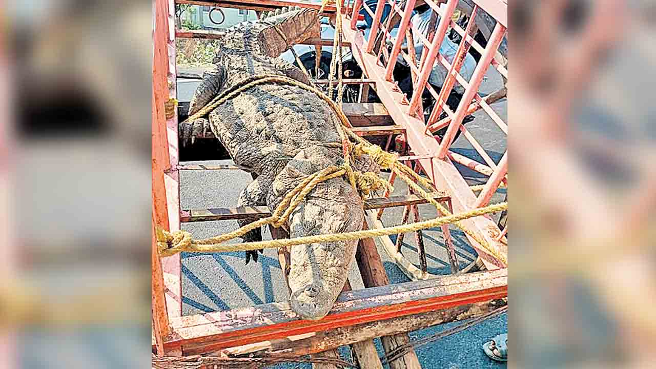 Karnataka | రాత్రివేళ కరెంటు.. మొసలితో కర్ణాటక రైతుల ఆందోళన