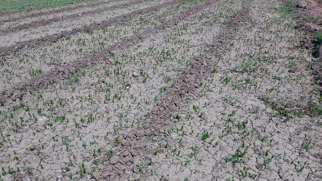 పంటలు ఎండుతున్నయ్‌..!
