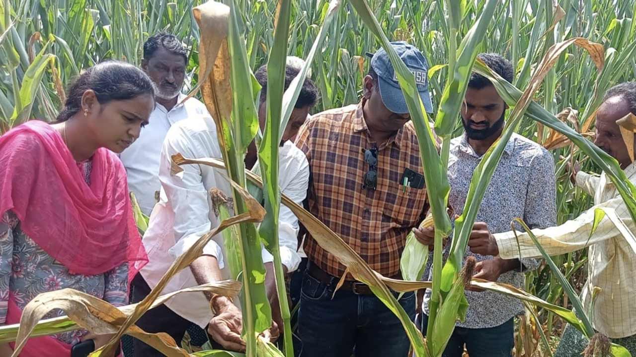 వారబందీ లేకుండా నీళ్లివ్వండి..