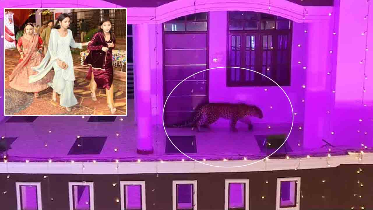 Leopard | పెళ్లి వేడుకలో చిరుత ప్రత్యక్షం.. భయంతో పరుగులు తీసిన అతిథులు.. VIDEO