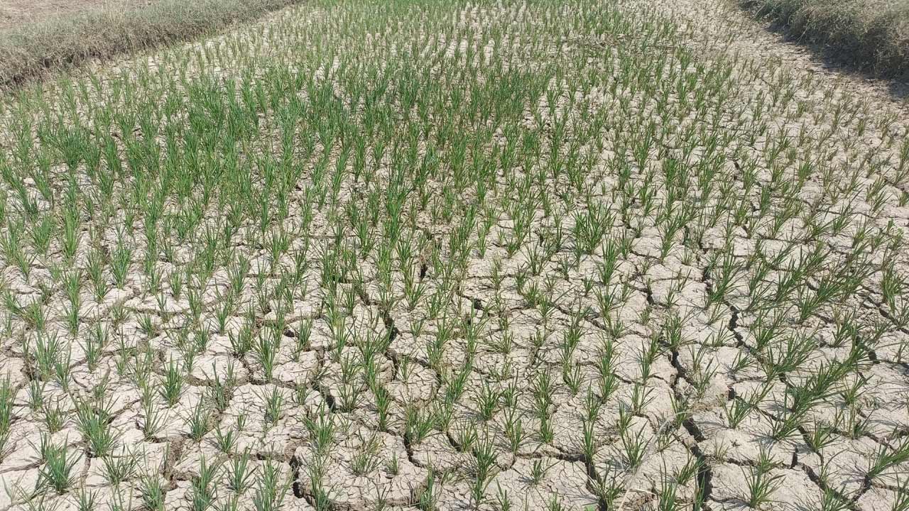 అడుగంటిన జలం ఎండుతున్న పొలం