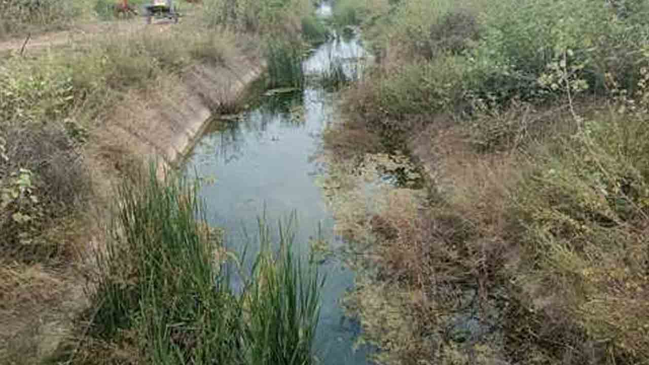 Mattadivagu Project | మత్తడివాగు కాలువల్లో పిచ్చిమొక్కలు.. ఆందోళనలో అన్నదాతలు