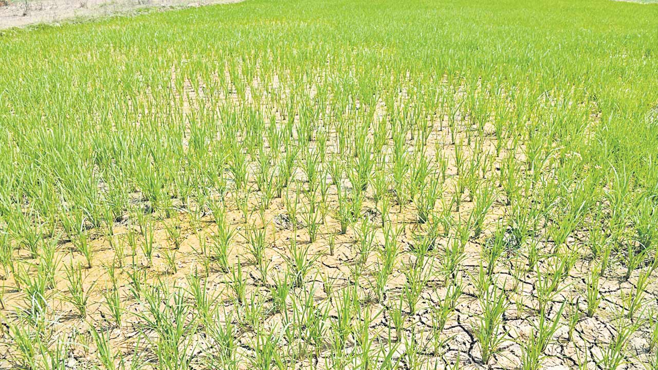 అన్నదాతకు వరిగోస