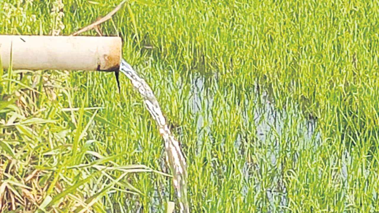 ఎండుతున్న పొలాలు