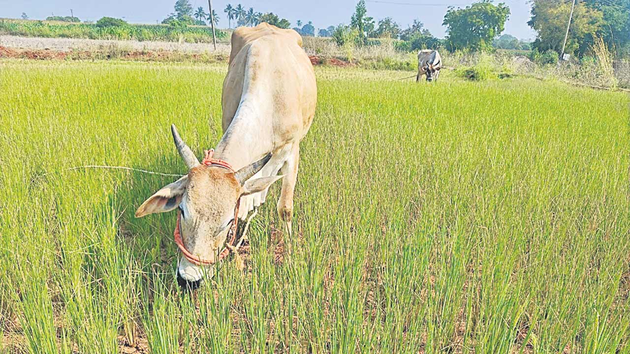 మెట్ట రైతులకు నీటిగోస