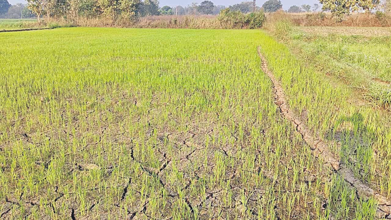 Medak6