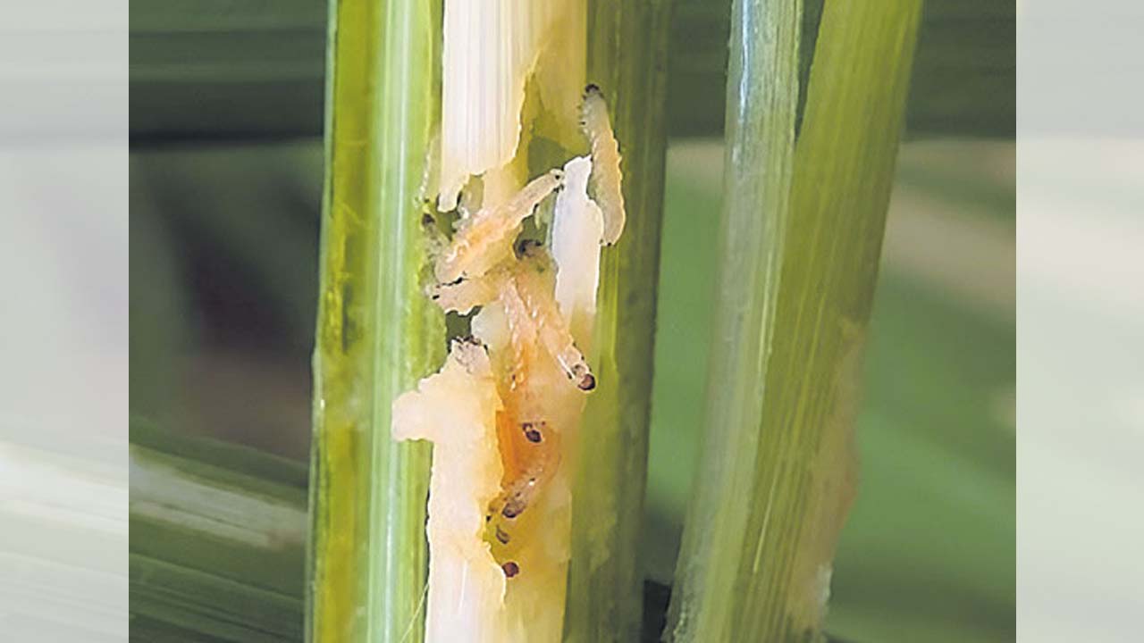 Raj Narayan | రైతులు వ్యవసాయాధికారుల సూచనలు పాటించాలి : డివిజన్‌ అధికారి