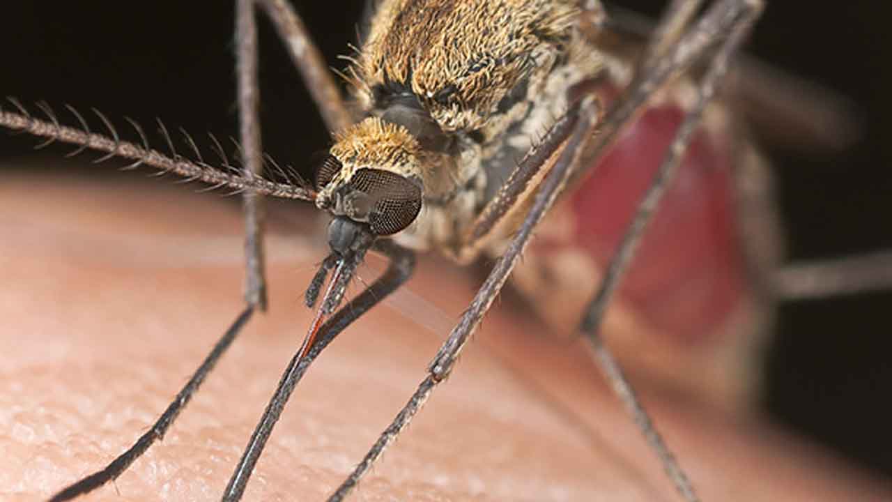 దోమల యాంటెన్నాల సాయంతో విపత్తులను ముందే గుర్తించవచ్చు