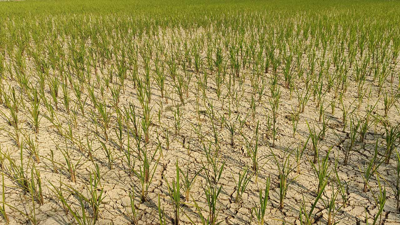 సాగు నీటి గోస