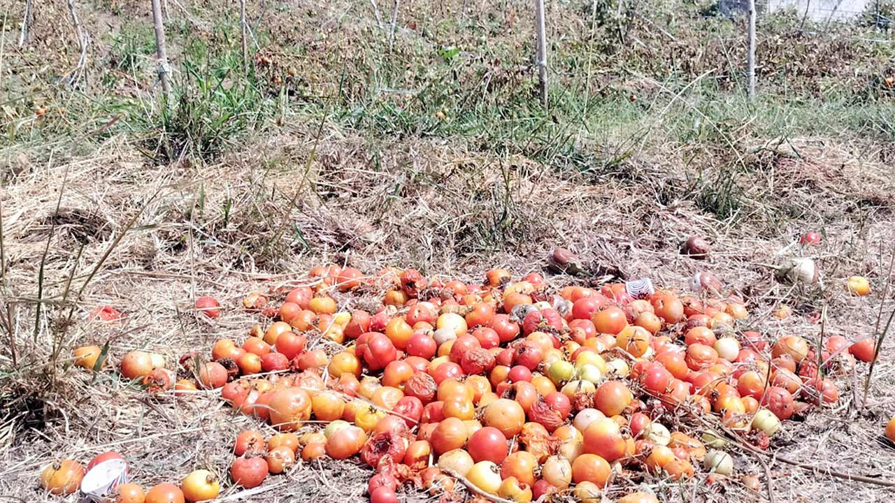 టమాట రైతు కుదేలు