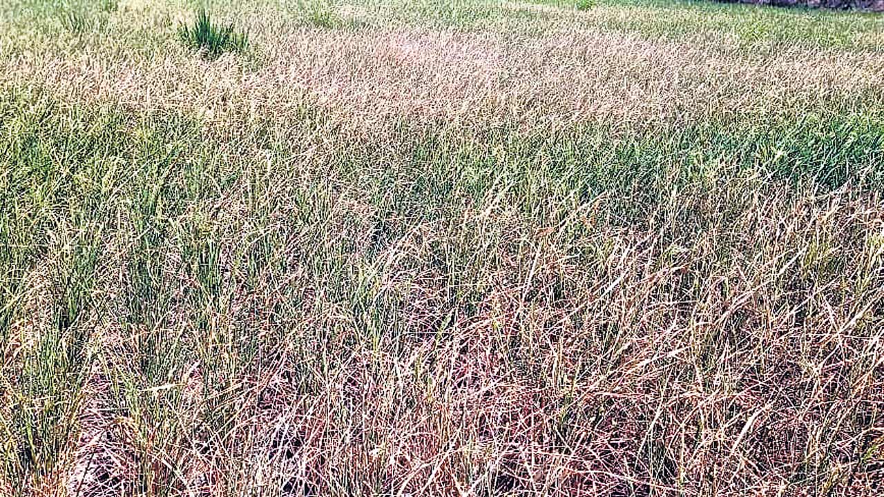 చి‘వరి’ తడికోసం .. రైతన్నల పాట్లు