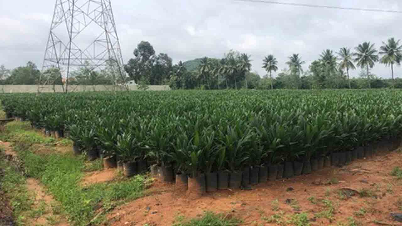 Oil Palm Nursery | ఆయిల్ పామ్ నర్సరీల నిర్వహణకు కొత్త గైడ్‌లైన్స్ జారీ