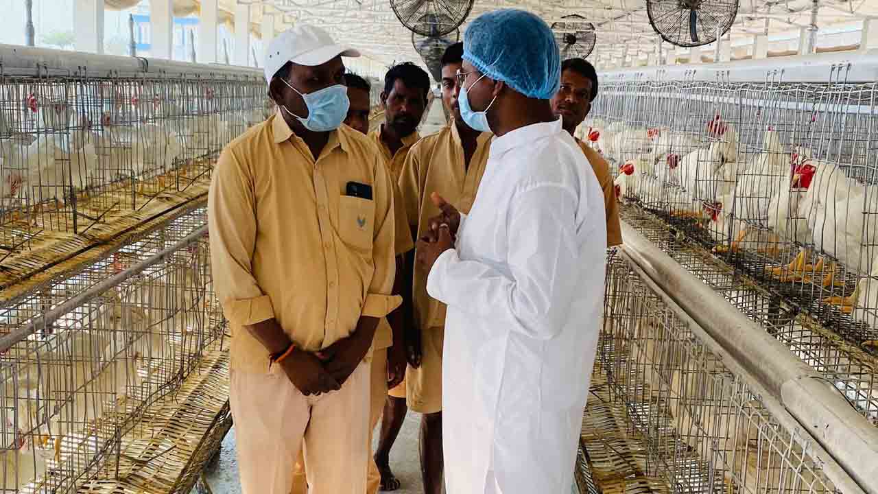 కోళ్ల ఫారమ్‌లో పరిశుభ్రత పాటించాలి.. పశువైద్యాధికారి సూచన..!