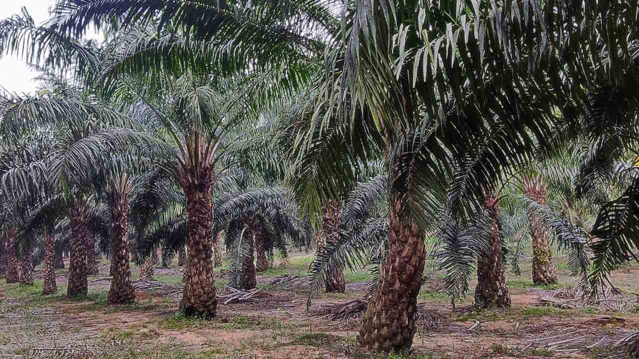 లక్ష్యం కొండంత.. గెలలు గోరంత