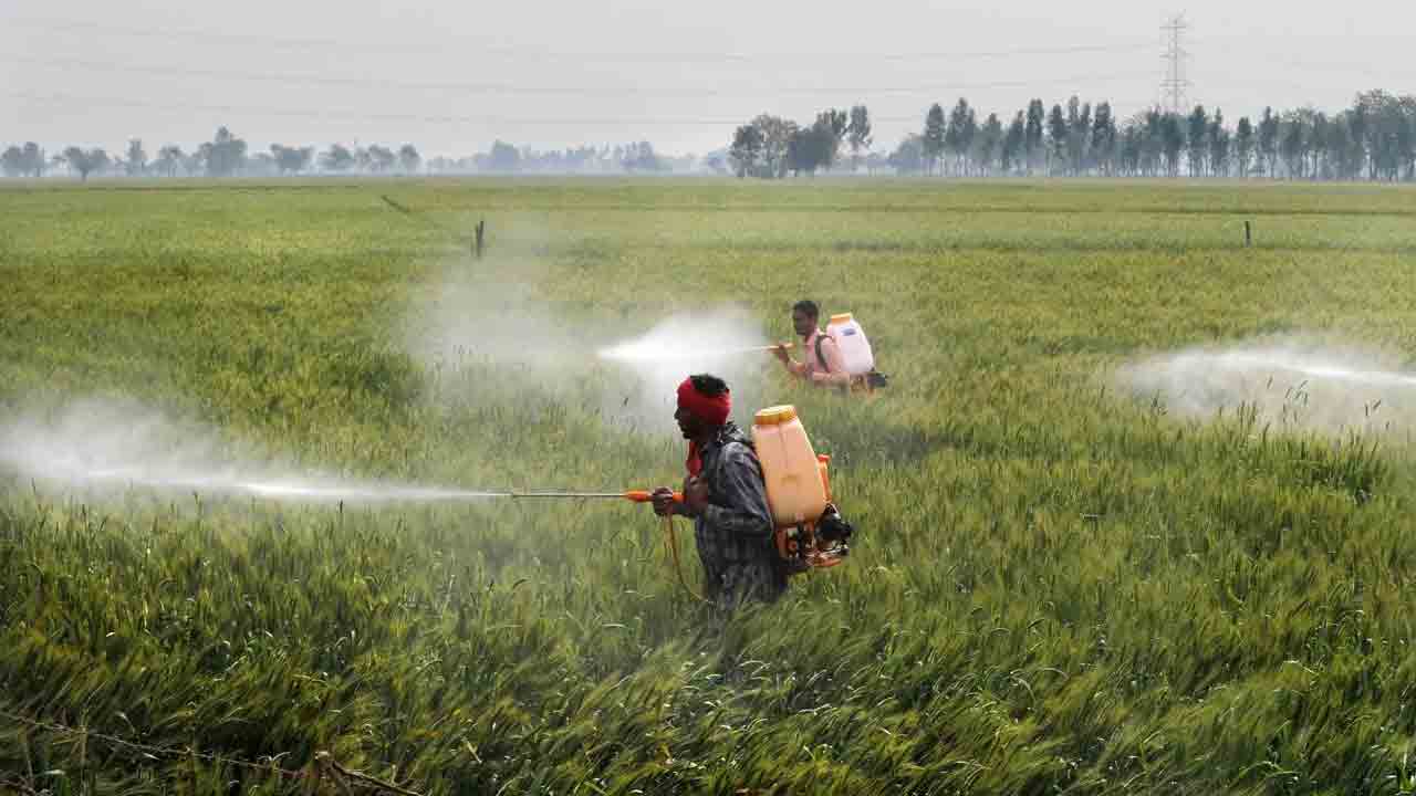 Pesticides | రైతన్నా జర భద్రం.. ఇబ్బడి ముబ్బడిగా పురుగుల మందు వాడితే ఎన్నో అనర్థాలు