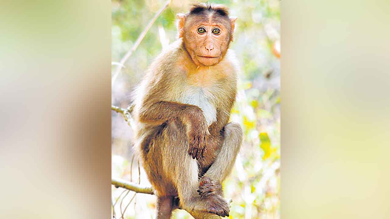 Sri Lanka | కోతి చేసిన పనికి..  శ్రీలంక అంతటా కరెంట్‌ కట్‌