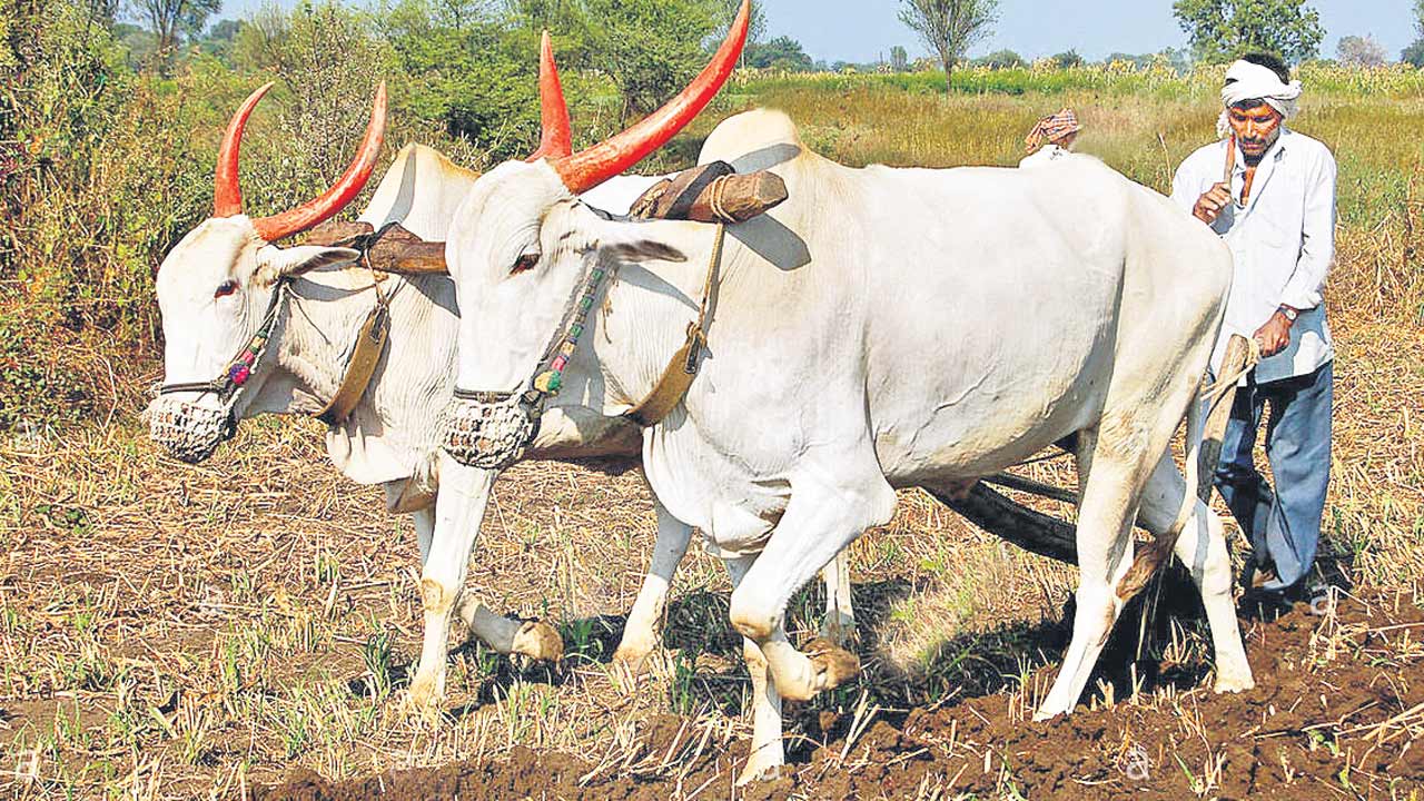 50,200 ఎకరాలకు కోత..