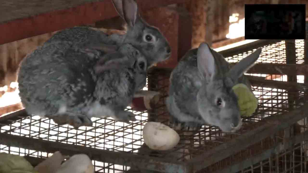 Rabbit farm | జమ్ముకశ్మీర్‌లో అతిపెద్ద రాబిట్‌ ఫామ్‌.. కనువిందు చేస్తున్న భిన్న జాతుల కుందేళ్లు.. Video
