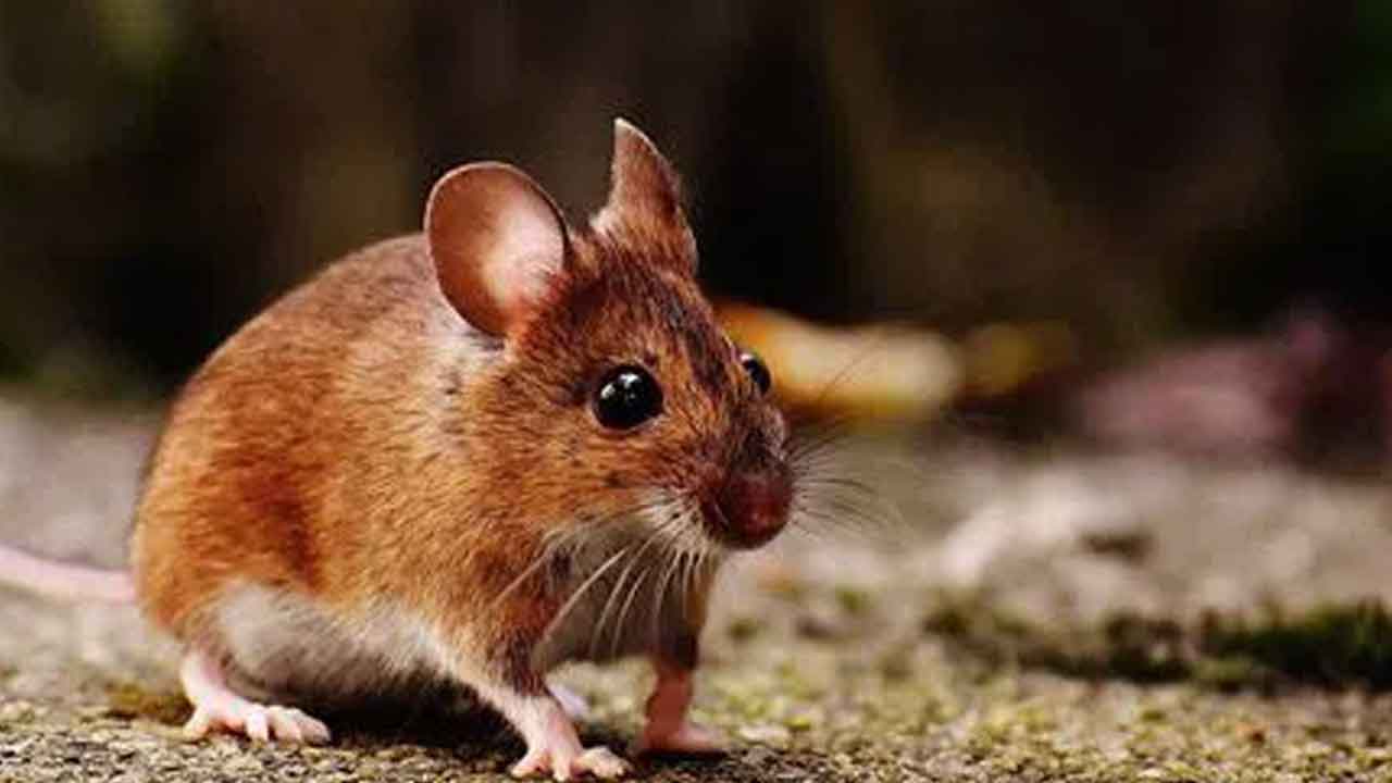 గురుకుల విద్యార్థినులను కరిచిన ఎలుకలు
