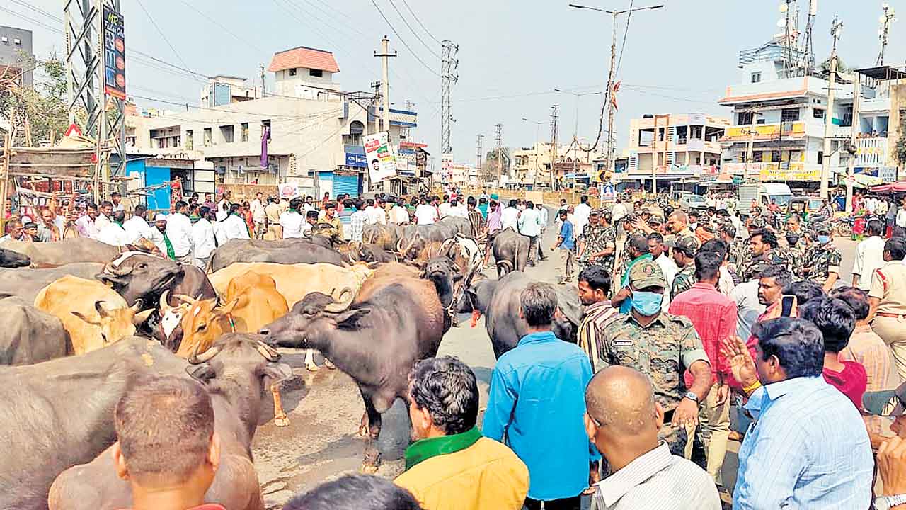 పశువులతో వినూత్న నిరసన