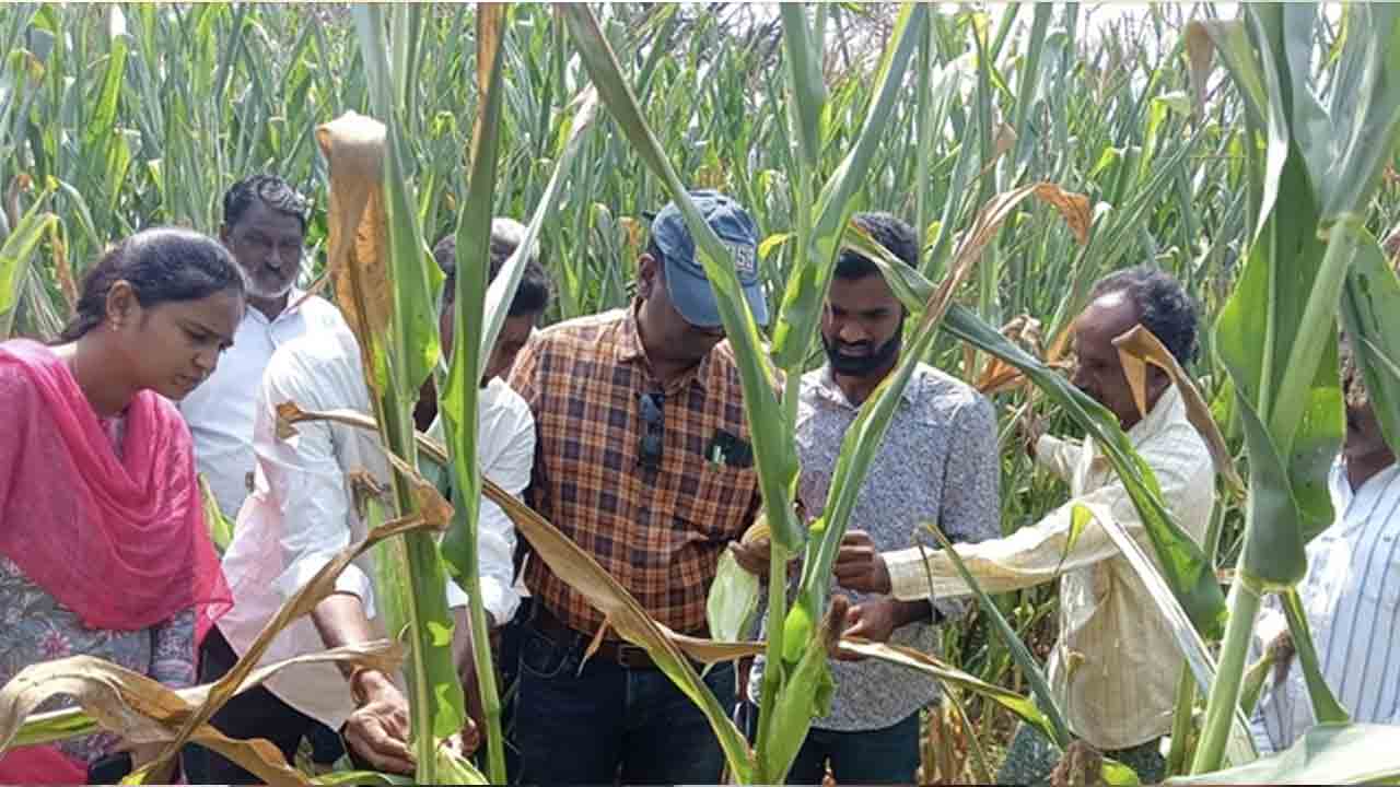Sagar Canals | వారబంది లేకుండా సాగర్‌ కాలువలకు నీళ్లు వదలండి.. రైతుల విజ్ఞప్తి