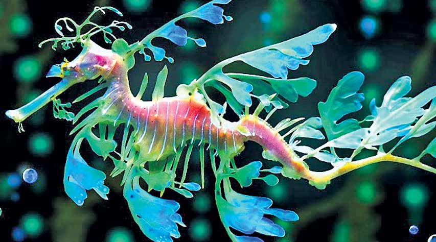 Sea Twig