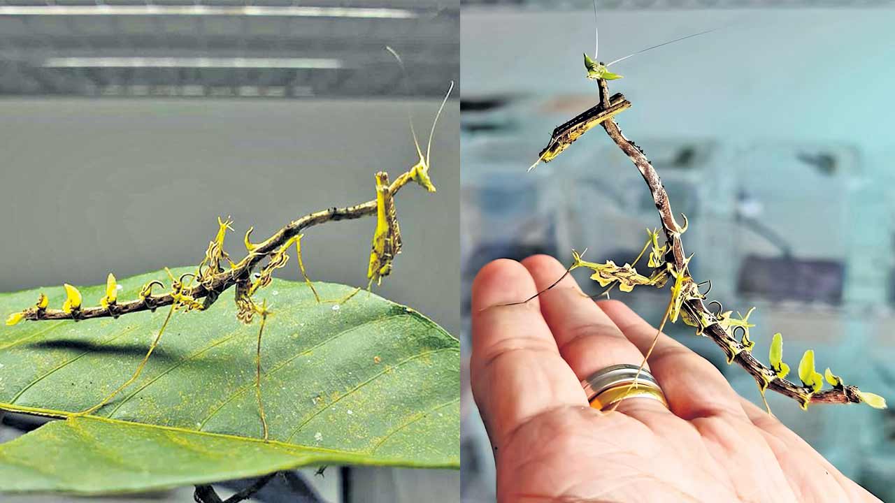 Sea Twig1