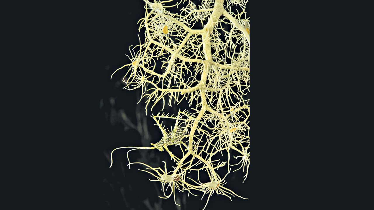 Sea Twig2