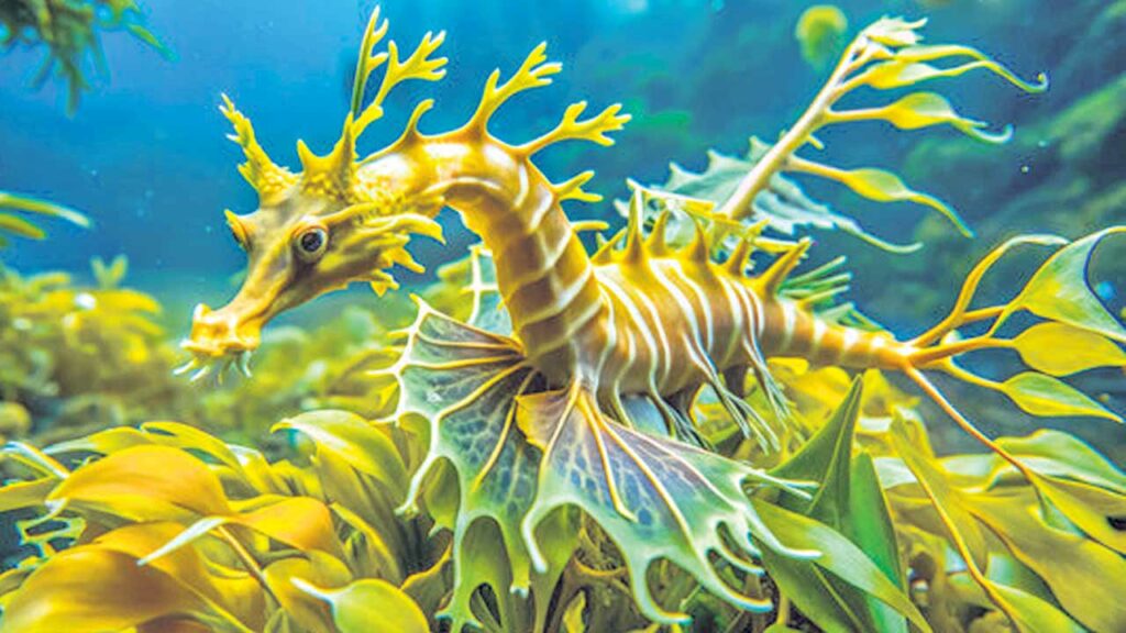 Sea Twig3